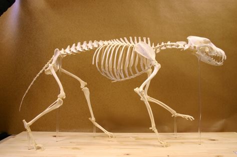 Wolf Skeleton Reference, Canine Skeleton, Wolf Anatomy, Wolf Skeleton, Skeleton Reference, Canine Anatomy, Bat Animal, Dog Anatomy, Animal Skeletons