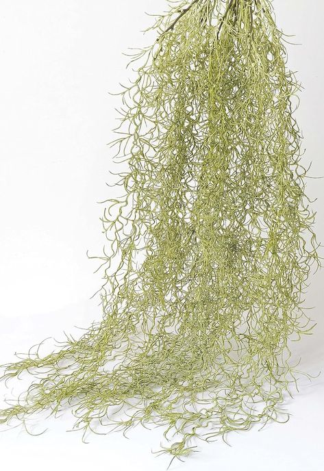 Amazon.com: Ahvoler Fake Spanish Moss, Faux Spanish Moss Garland for Potted Plants, Artificial Hanging Moss Greenery Decor for Crafts Wall Art Garden, 2 Pack : Home & Kitchen Moss Garland, Hanging Moss, Greenery Decor, Artificial Succulents, Spanish Moss, Art Garden, Planting Succulents, Potted Plants, Home Kitchen