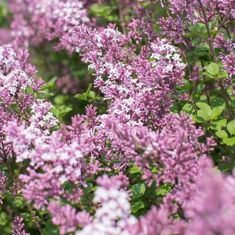 Syringa Dwarf Korean Lilac 'Palibin' is one of the most dwarf and slow growing lilacs | Perfect for small gardens. From Wayside Gardens, vF 8-10-23 Korean Lilac Tree, Korean Lilac, Lilac Varieties, Lilac Tree, City Garden, Fragrant Flowers, Spring Blooms, Flower Bud, Companion Planting