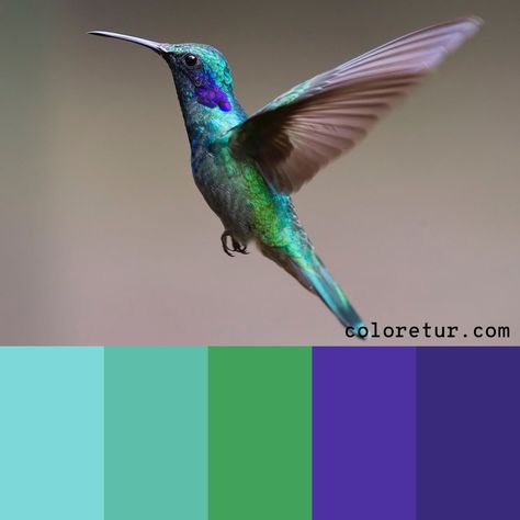 Hummingbird -   A bright iridescent palette from the vibrant wings of a hummingbird.  - Download the swatches now! Hummingbird Colors Palette, Hummingbird Color Palette, Iridescent Palette, Wedding Color Swatches, Iridescent Wedding, Hummingbird Colors, Interior Paint Colors For Living Room, Painting Corner, Paint Color Combos