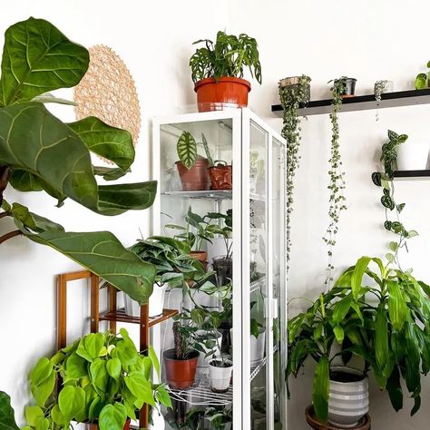 18 IKEA Greenhouse Cabinet DIYs You Should Try Greenhouse Ikea, Ikea Plant Cabinet, Greenhouse Hacks, Ikea Glass Cabinet, Cabinet Greenhouse, Ikea Fabrikor, Ikea Greenhouse Cabinet, Plant Cabinet, Ikea Plant