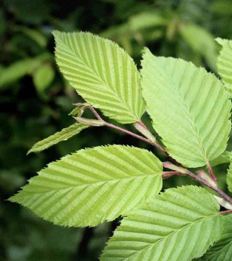 9 Amazing Benefits Of Slippery Elm For Skin, Hair And Health Slippery Elm Benefits, Slippery Elm Powder, Stuffy Nose Remedy, Slippery Elm Bark, Heart Burn Remedy, Slippery Elm, Herbs Indoors, Sore Throat, Medicinal Plants