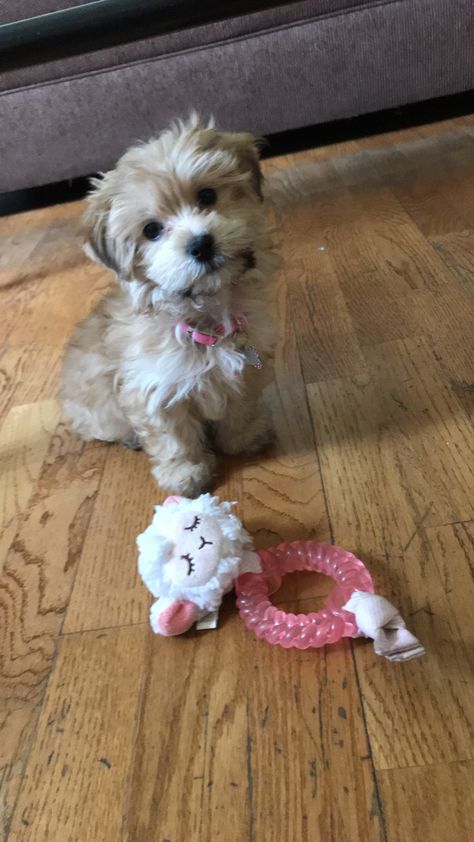 LEAH, My Baby Girl #malteseyorkie #morkie #10weeksold Morkie Full Grown, Morkie Haircut Hairstyles, Morkie Haircut, Tatum Haircut, Haircut Length, Morkie Puppy, Morkie Dogs, Morkie Puppies, Teacup Yorkie Puppy