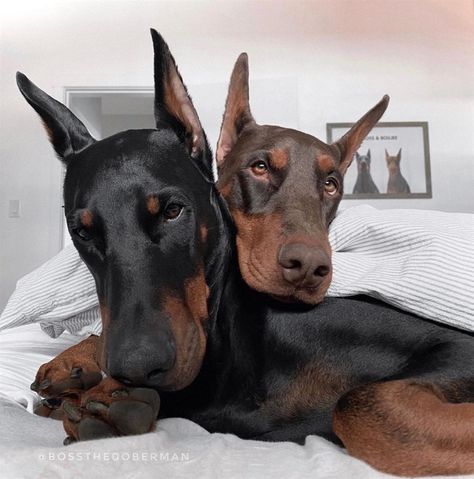 Two Dobermans, Doberman Pinscher Dog, Kittens And Puppies, Bully Breeds, Two Dogs, Doberman Pinscher, Working Dogs, Error Page, Doberman