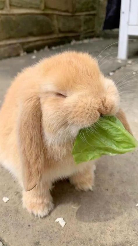 Holland Lop Bunnies, Rabbit Life, Holland Lop, Bunny Wallpaper, House Rabbit, Pet Bunny, Bunny Lovers, Fluffy Animals