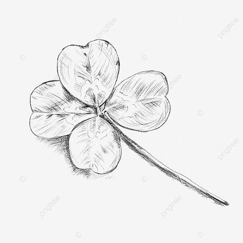 Clover Sketch, Four Leaf Clover Drawing, Clover Drawing, Leaf Sketch, Drawing Leaf, Clover Clipart, Grass Clipart, Clover Plant, Vine Drawing