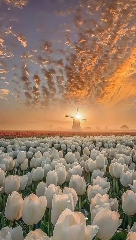 Field Wallpaper, Favourite Flowers, Flowers Photography Wallpaper, Nothing But Flowers, Pretty Landscapes, Spring Wallpaper, White Tulips, Wallpaper Vintage, Photography Wallpaper