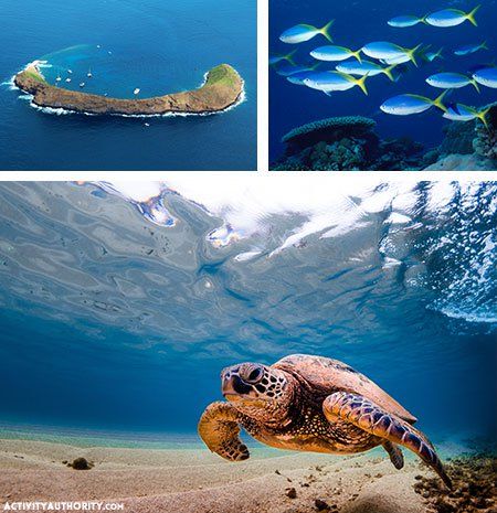 Maui Snorkeling, Trellis Wallpaper, Green Sea Turtle, Buy Wall Art, Green Sea, Online Wall Art, Maui Hawaii, Endangered Species, Find Picture