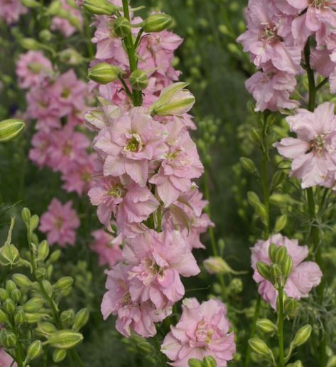 Attracting Butterflies, Delphinium Flowers, Perennial Bulbs, Billy Buttons, Fall Bulbs, Zinnia Flowers, Light Pink Flowers, Dried Bouquet, Annual Flowers