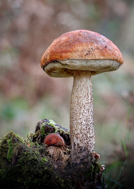 Mushrooms In Nature Forests, Mushroom Refrences Photos, Mushrooms Photography Nature, Photos Of Mushrooms, Mushroom Reference Photos For Artists, Beautiful Mushrooms Photography, Wild Mushrooms Photography, Interesting Mushrooms, Mushroom Still Life