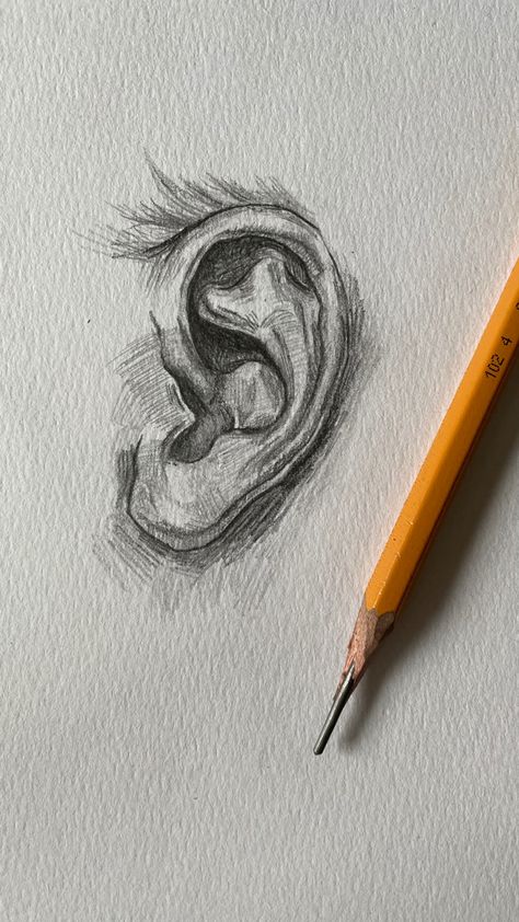 anatomy; academic Human Features Drawing, Eye Study Drawing Anatomy, Ear Anatomy Drawing, Anatomy Sketches Study, Charcole Drawings, Ears Drawing, Ear Drawing, How To Draw Ears, Body Part Drawing