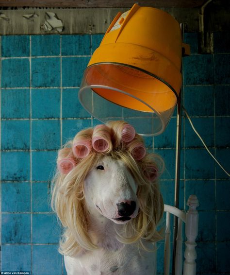 Dog stars in photos which tell stories about the places where they were taken | Daily Mail Online Dog Grooming Salons, Rescue Puppies, Photography Mini Sessions, Dog Haircuts, Animal Portraits Art, Salon Art, Grooming Salon, Pitbull Puppies, Abandoned Houses