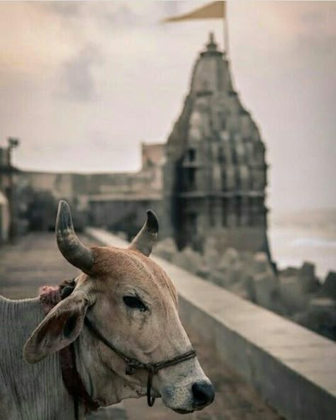 Dwrkadish Photo, Dwarkadish Image, Dwarkadhish Wallpaper Full Hd, Dwarka Temple Hd Wallpaper, Dwarkadhish Photo, Dwarkadhish Hd Photo, Dwarkadhish Temple, Blue Sky Quotes, Dwarikadhish Hd Wallpaper