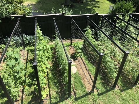 My Garden Trellis Design for Cucumbers, Tomatoes & Vertical Vegetables Vertical Zucchini Garden, Tomato Arch Trellis, Verticle Garden Tomatoes, Veggie Garden Trellis, Growing Tomatoes Vertically, Circular Vegetable Garden, Watermelon On Trellis, How To Grow Cucumbers Vertically, Cattle Panel Trellis Tomato