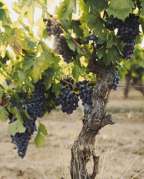 photo by Jamie Beck // Harvest in Provence @maisonmirabeau Wine Vine, Jamie Beck, Beck, Provence, Christmas Time, Vines, Grapes, Wine, Fruit