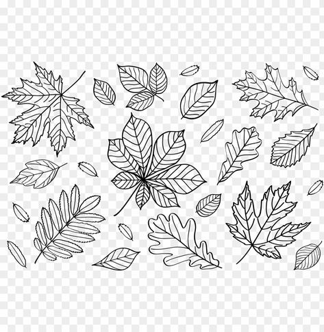 Fall Leaf Outline, Fall Leaves Pictures, Wolf Outline, Fall Leaves Drawing, Fall Leaves Png, Leaf Outline, Fall Banner, Leaf Clipart, Clear Background