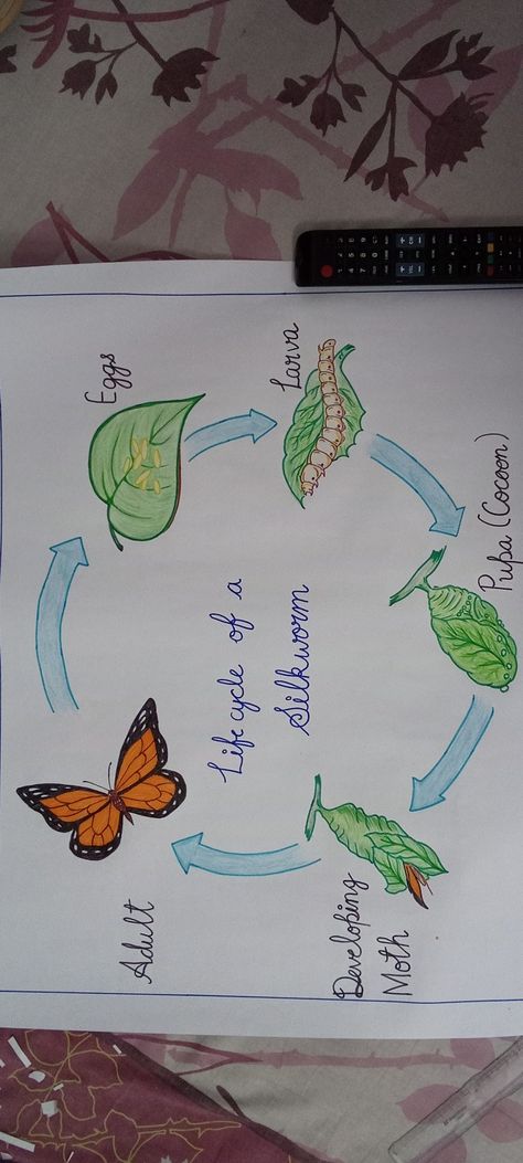 Life cycle of silkworm Life Cycle Of Silkworm Project, Butterfly Life Cycle Project, Silkworm Life Cycle, Life Cycle Project, Life Of A Butterfly, Cycle Drawing, Science Drawing, Village Drawing, Life Cycle Craft