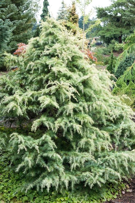 Cedrus deodara &s;Silver Mist&s; | deodar &s;Silver Mist&s; Conifers/RHS Cedrus Deodara, Buy Plants Online, Silver Mist, Palace Garden, Garden Types, Wildlife Gardening, School Garden, Plant Spacing, Garden Show