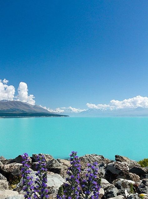 No visit to the Mackenzie Region is complete without a stop at Lake Pukaki. The glacier-fed lake has an amazing colour and on a fine day provides a fantastic backdrop for views of the country's highest mountain, Aoraki Mt Cook. Holiday Shots, Nz South Island, Canterbury New Zealand, South Island, Canterbury, New Zealand, Lake, Australia, Natural Landmarks