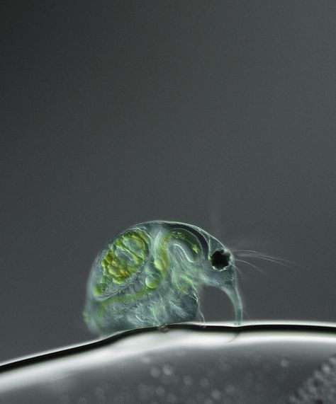 Don't be bashful, little flea -- you've won 10th place in the 2011 Nikon Small World contest. This is a freshwater water flea, Daphnia magna. Credit: Joan Röhl Institute for Biochemistry and Biology Potsdam, Germany Nikon Small World, Foto Macro, Microscopic Organisms, Microscopic Photography, Micro Photography, Microscopic Images, Microscopes, Creepy Crawlies, Things Under A Microscope