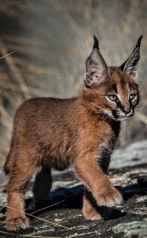 Caracal Kittens, Caracal Cat, Gatos Cool, Cat Species, Exotic Cats, Gorgeous Cats, Animal Reference, Cute Animals Images, Pretty Animals