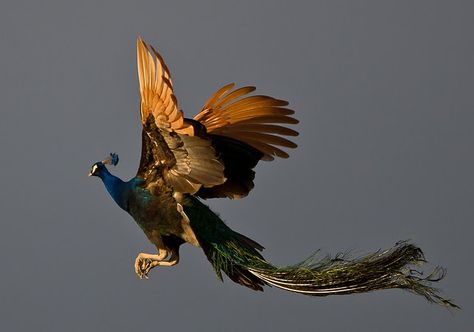 Peacock in Flight!! Peacock Flying, Becoming A Tattoo Artist, Peacock Wall Art, Chinese Proverbs, Bauhaus Art, Peacock Bird, Ancient India, History Pictures, Early Bird