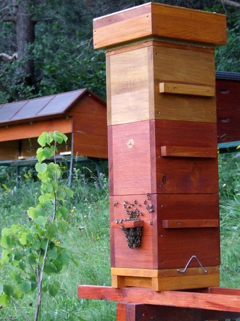 Warre Hive, Stingless Bees, Top Bar Hive, Bee Hive Plans, Insect Hotel, Bee House, Adventure Aesthetic, Bee Keeping, Bee Hive