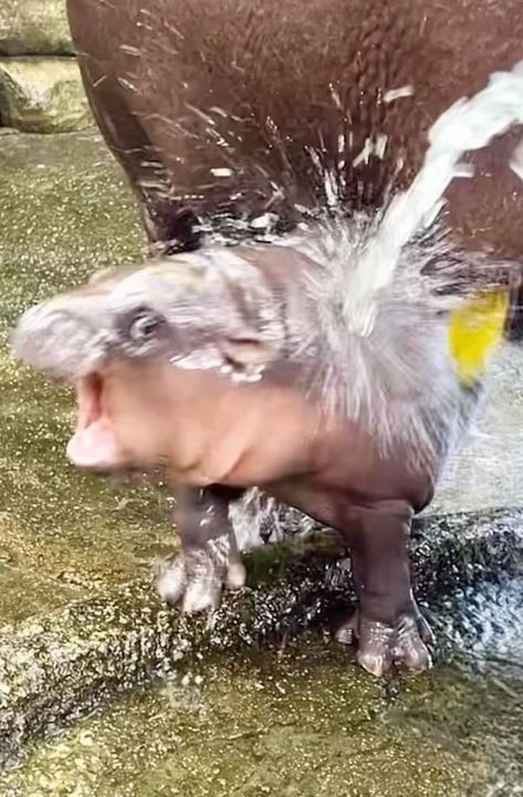 Baby Hippopotamus, Silly Animal Pictures, Ugly Animals, Clydesdale Horses, Budweiser Beer, Cute Small Animals, Cute Animals Puppies, All Animals, Silly Dogs