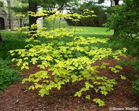 Golden Shadows™ Dogwood has outstanding coleus-like yellow and green leaves.  Pagoda dogwood is native to eastern North America, from Newfoundland west to southern Manitoba and Minnesota, and south to northern Florida and Mississippi. It is a small deciduous tree growing to 25 feet, with a trunk up to 6 inches diameter. Pagoda dogwood prefers moist, acidic, well-drained soil, and partial shade but can grow well in full sun. Pagoda dogwood performs best in colder climates. Zones 3 to 7 Yellow Shrubs, Dogwood Shrub, Pagoda Dogwood, Japanese Inspired Garden, Northern Florida, Shade Shrubs, Tree Growing, Gardening Zones, Landscape Maintenance