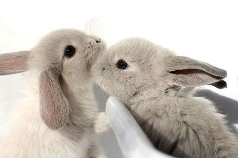 Wholesome Animals, Baby Rabbits, Arte Do Kawaii, Cute Bunny Pictures, Bun Bun, Iron Deficiency, Bunny Pictures, Pet Bunny