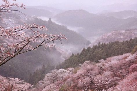 Cherry Blossom Wallpaper, Pink Nature, Pink Forest, Sakura Tree, Mac Wallpaper, Tree Wallpaper, Tumblr Photography, Blossom Trees, Aesthetic Images