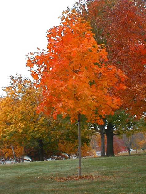 Best Shade Trees, Maple Tree Landscape, Autumn Blaze Maple, Hgtv Garden, Maple Trees, Tree Nursery, Fast Growing Trees, Sugar Maple, Shade Trees