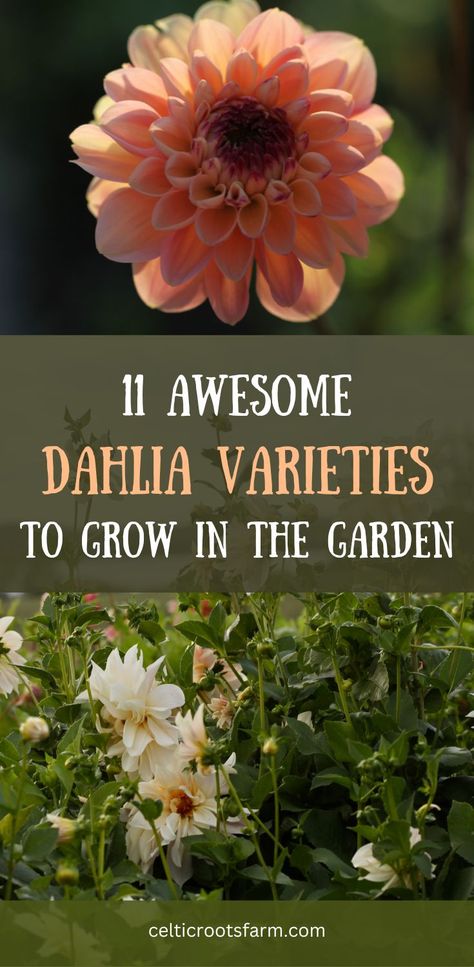 two pictures of dahlias in the garden Dahlia Garden Ideas, Dahlia Beds, Dahlia Flower Garden, Dahlia Varieties, Dahlia Garden, Summer Flowers Garden, Flower Bed Designs, Dahlias Garden, Growing Dahlias