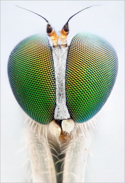 male long legged fly of the genus Neurigona (Dolichopodidae) Marco Photography, High Key Portrait, Macro Fotografie, Insect Eyes, Macro Photography Insects, Micro Photography, Cool Insects, Insect Photography, Cool Bugs