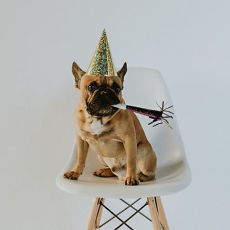 Dog New Year, Puppy Calendar, New Years Eve Pictures, New Year Post, Animal Photoshoot, Pet Birthday, Dog Calendar, Cat Calendar, Holiday Inspo