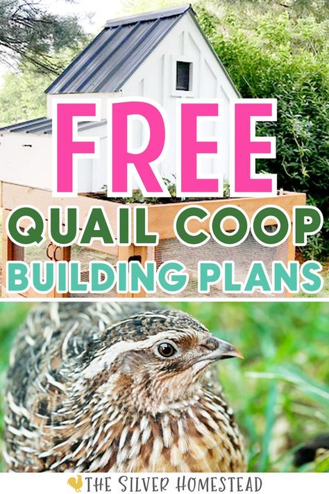 FREE Coturnix Quail Coop Building Plans with image of white cottage style quail coop and pharaoh colored hen Quail Coop Plans, Quail Care, Quail Hutch, Quail Chicks, Quail Pen, Quail House, Cold Frame Plans, Coturnix Quail, Quail Coop