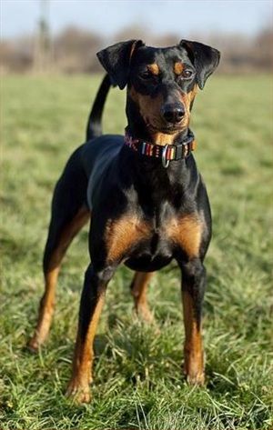 German Pinscher German Pincher Dog, Doberman Pinscher All Black, Dog Aggressive, Doberman Pinscher Funny, Pinscher 0, Doberman Pinscher Guard Dog, Pincher Dog, Miniature Pinscher And Doberman, German Pinscher