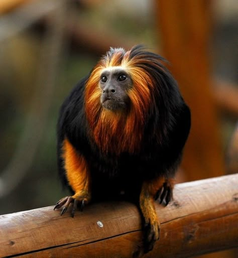 Golden Lion Tamarin, Monkey Animal, Wild Animals Pictures, Pet Monkey, Interesting Animals, Rare Animals, Cute Wild Animals, Arte Animal, Primates