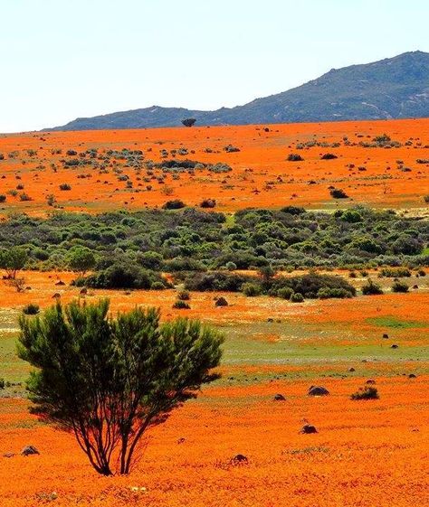 Namaqualand Flowers, Perth Airport, Environment Photo, Dubai Desert Safari, Nature Landscape Photography, Africa Photography, Northern Cape, Woman With Flowers, Fields Of Flowers