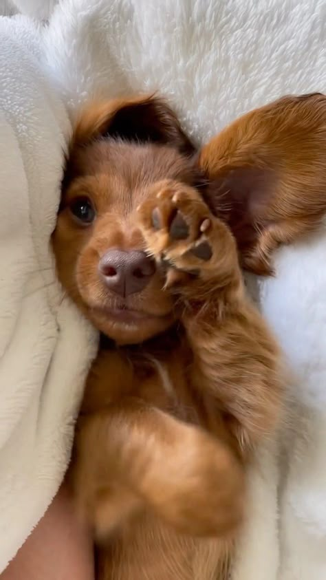 Wholesome Dog, Doxie Puppies, Dachshund Breed, Funny Puppies, Very Cute Puppies, Cute Dogs Images, Super Cute Puppies, Dapple Dachshund, Sausage Dogs