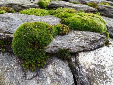 Moss On Stone, Moss On Rocks, Stone Roof, Jumping Spider Enclosure, Spider Enclosure, Moss Rocks, Landscape References, Ap Studio Art, Jumping Spider