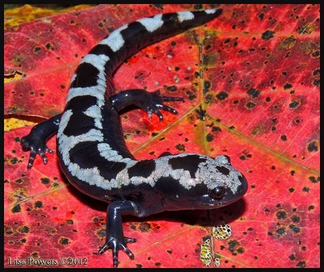 Marbled Salamander, Snake Turtle, Interesting Creatures, Amazing Frog, Amazing Animal Pictures, Salamanders, Animal References, Game Video, Arachnids