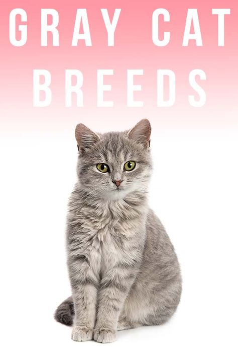 gray cat breeds Cat Types, Grey Cat Breeds, White Cat Breeds, Gray Cats, Bobtail Cat, American Shorthair Cat, Grey And White Cat, Spotted Cat, Cat Light