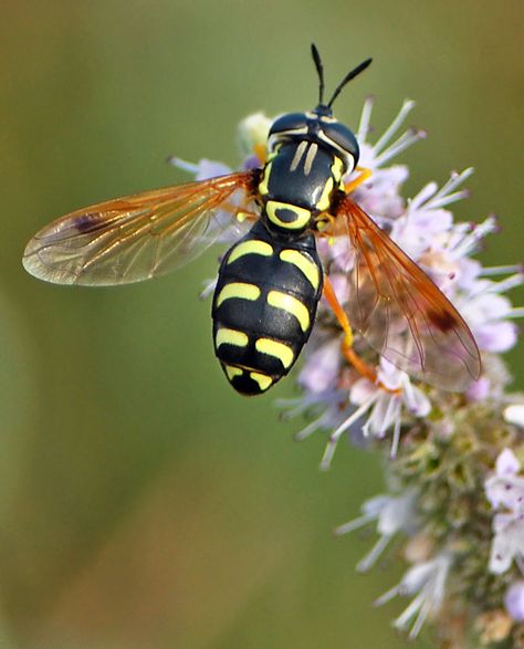 Pollinators Poster, Insect Unit, Hoverfly, Creepy Crawlers, Insect Photography, Insect Collection, Bees And Wasps, Beautiful Bugs, Flying Insects