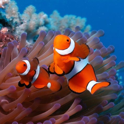 Link: http://m.kappboom.com/gallery/l?p=161157&d=4&share=pinterest.shareextension Clownfish And Sea Anemone, Aquarium Live Wallpaper, 달력 디자인, Salt Water Fish, Underwater Fish, Beautiful Sea Creatures, Water Animals, Marine Fish, Underwater Creatures