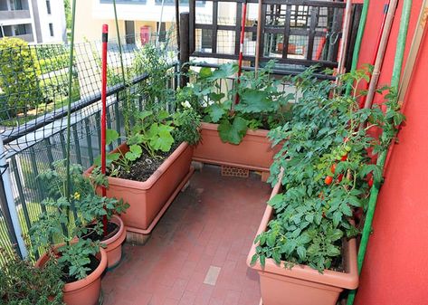 25 Incredible Vegetable Garden Ideas | Green and Vibrant Apartment Vegetable Garden, Vegetable Garden Ideas, Garden Layout Vegetable, Small Balcony Garden, Small Vegetable Gardens, Vegetable Garden Planning, Vertical Gardens, Garden Types, Veg Garden