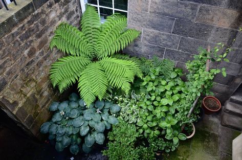 Blurring boundaries: how clever planting tricks turned a tiny city patio into an exotic jungle retreat | Homes and Property | Evening Standard Homemade Trellis, Tiny Basement, Basement Garden, Columbia Road Flower Market, Architectural Plants, Climbing Hydrangea, Tree Fern, Internal Courtyard, Plant Hacks