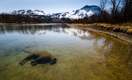 The Crossing Photo by Ryan Peruniak — National Geographic Your Shot Powerful Pics, Waterton Lakes National Park, Canadian Wildlife, Wildlife Pictures, Vulture Culture, 판타지 아트, The Scene, Rocky Mountains, The River