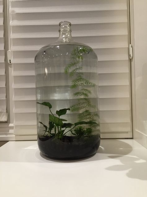 Ecosystem In A Bottle, Self Sustaining Terrarium, Water Terrarium, Indoor Water Garden, Self Sustaining, Indoor Water Fountains, Aquatic Ecosystem, Bottle Garden, Gas Cans