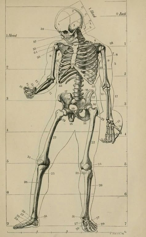 Anatomy Reference Bones, Anatomy Study Art, Human Skeleton Anatomy, Anatomy Illustration, Anatomy Bones, Skeleton Anatomy, Skeleton Drawings, Human Anatomy Drawing, Human Anatomy Art